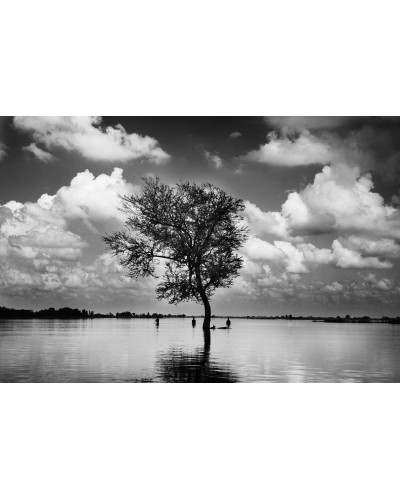 Tree by Giulio Di Sturco| Photomakers