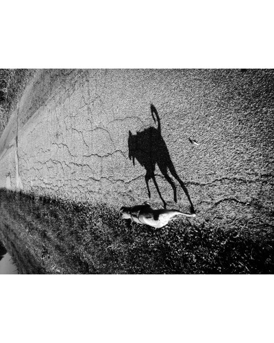 Shadow of a dog by Mattia Zoppellaro | Photomakers