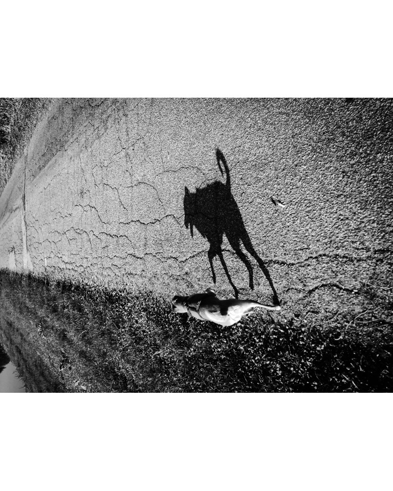 Shadow of a dog by Mattia Zoppellaro | Photomakers