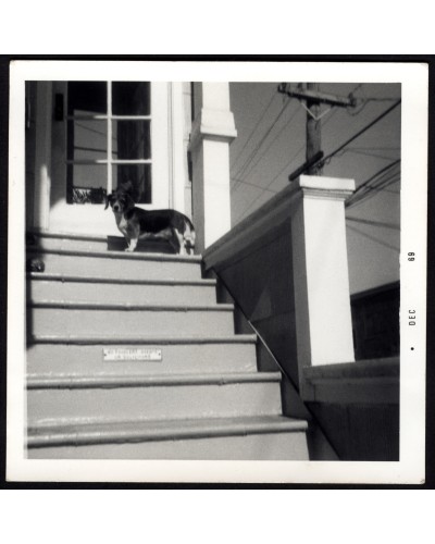 Dog on the doorstep