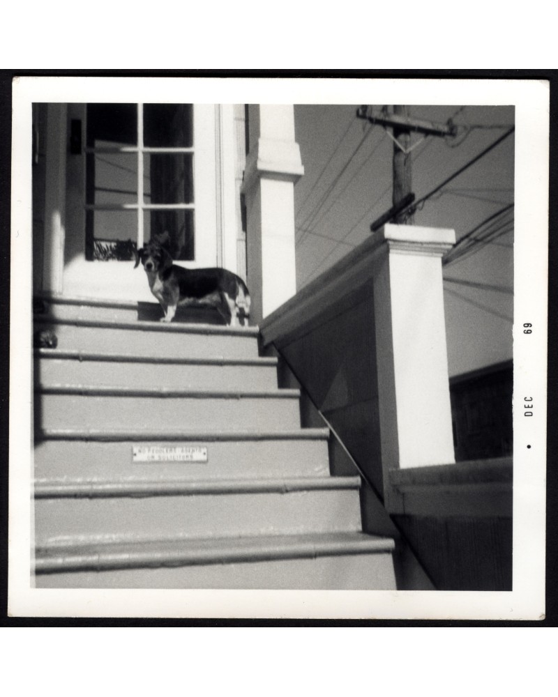 Dog on the doorstep