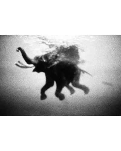 Flying Elephant by Guido Gazzilli | Photomakers