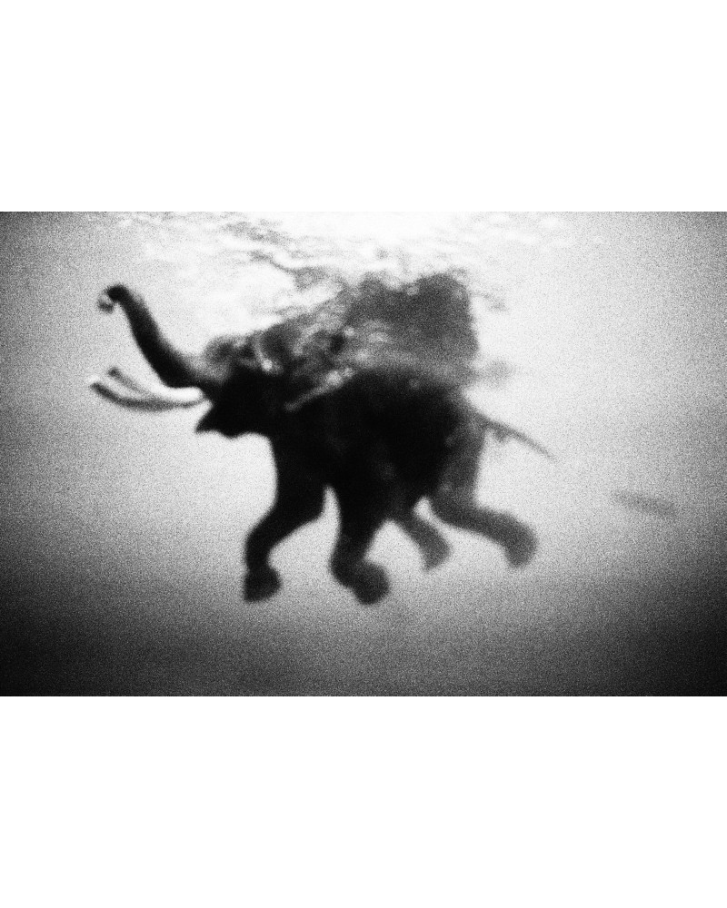 Flying Elephant by Guido Gazzilli | Photomakers