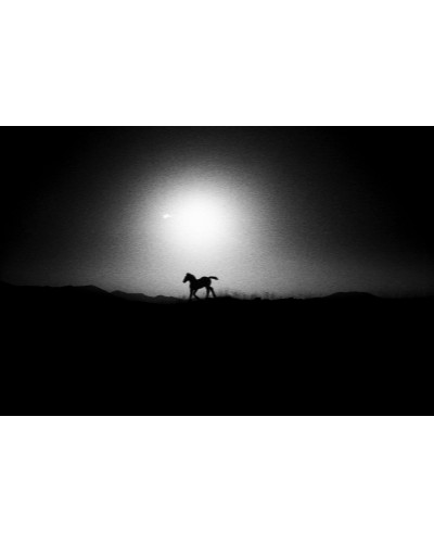 The Little Horse by Guido Gazzilli | Photomakers