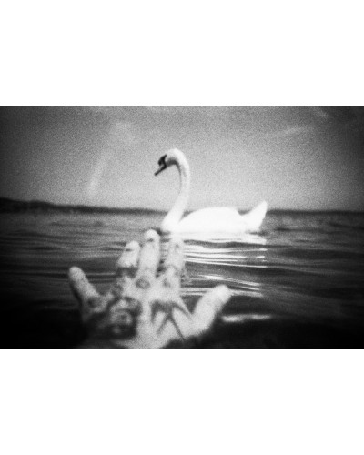 Swan of Guido Gazzilli | Photomakers