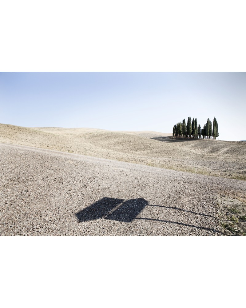 Cypresses by Alfredo Falvo| Photomakers