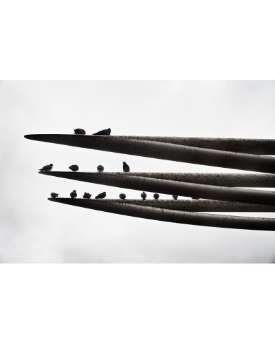 Birds by Alfredo Falvo| Photomakers