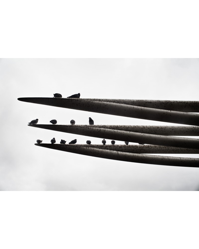 Birds by Alfredo Falvo| Photomakers