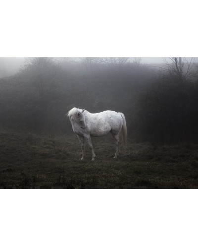 White horse by Alfredo Falvo| Photomakers