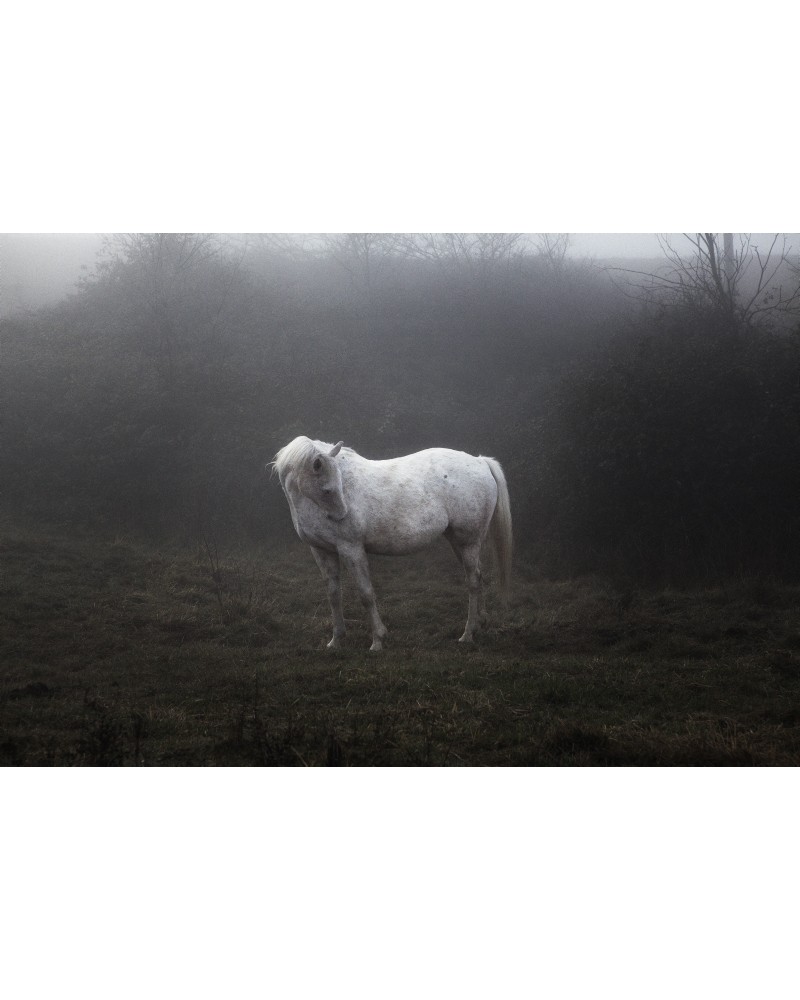 White horse by Alfredo Falvo| Photomakers