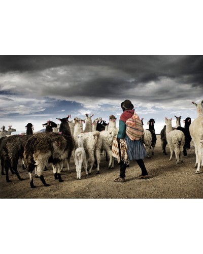 Shepherd among the alpacas by Fabio Cuttica | PhotoMakers