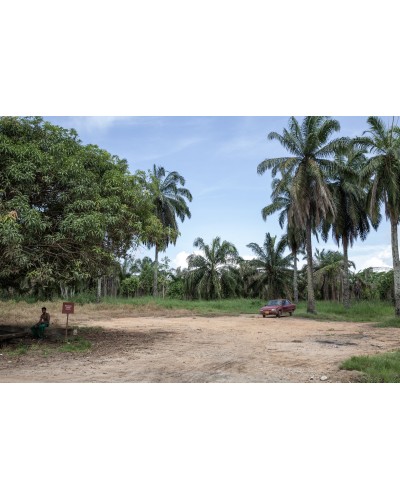 Coconut palm plantation by Francesca Leonardi | Photomakers Stampe