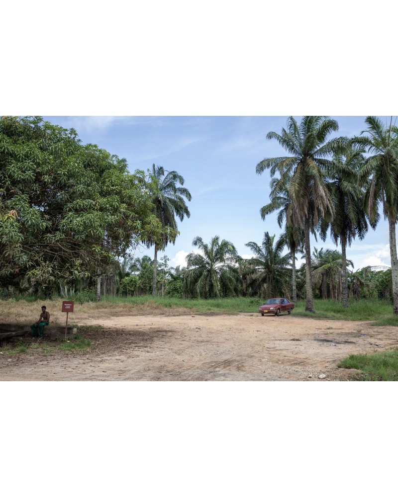 Piantagione di palme da cocco