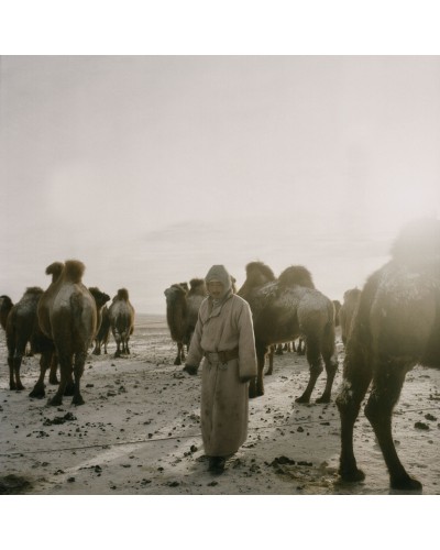 Camels