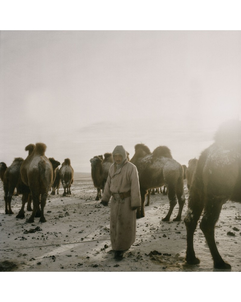 Camels