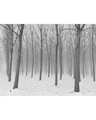 Trees by Chiara Mirelli | Photomakers