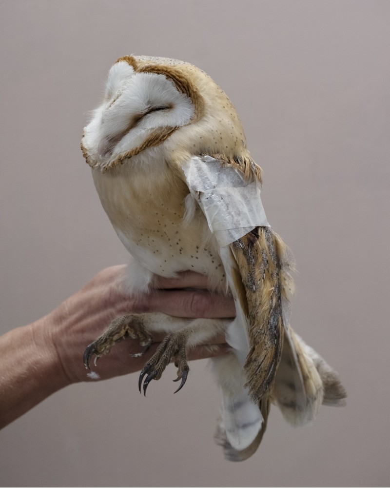 Fauna Selvatica by Valeria Scrilatti | Photomakers
