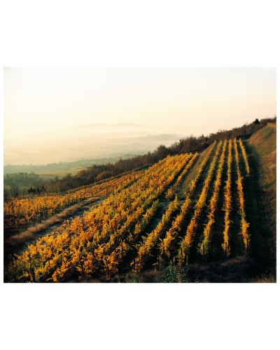 Vineyard of Martino Lombezzi | Photomakers