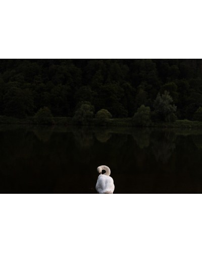 Swan by Luigi Orrù | Photomakers