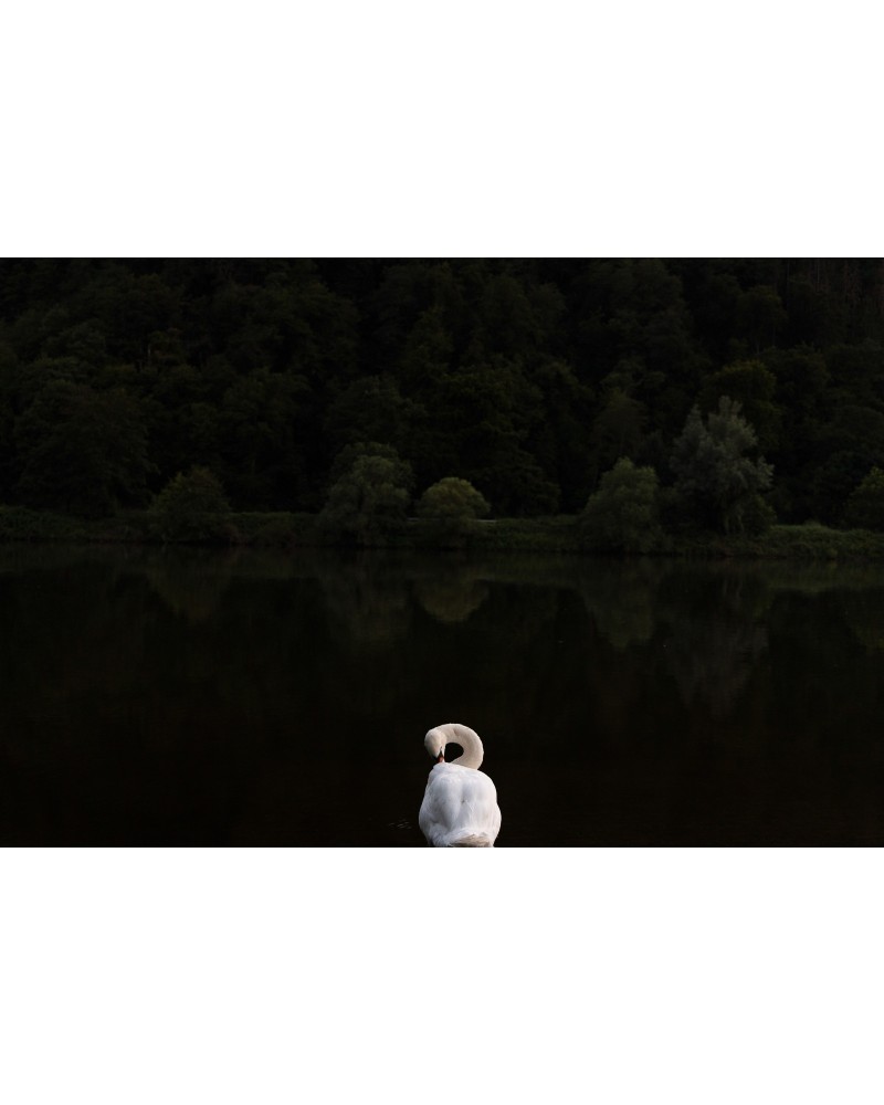 Swan by Luigi Orrù | Photomakers
