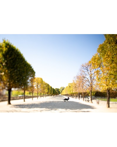 Tuileries Garden by Luigi Orrù | Photomakers
