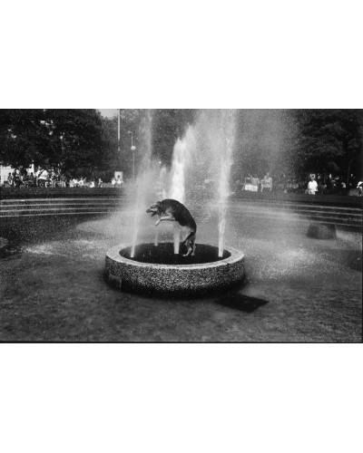 Dog in the fountain by Roberto Koch | Photomakers