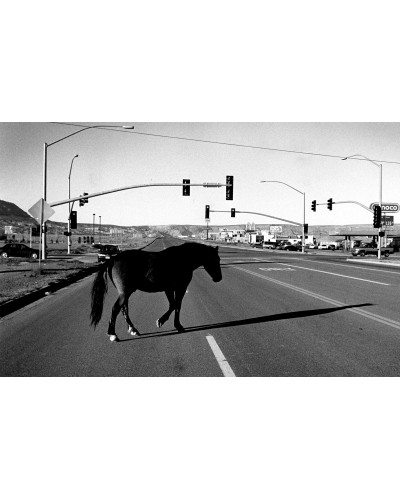 Horses in the street by Roberto Koch | Photomakers
