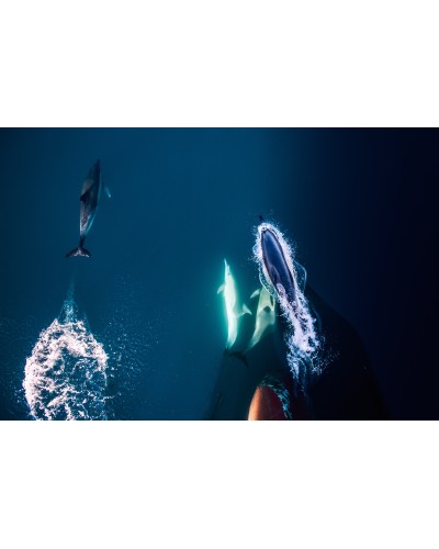 Dolphins by Diana Bagnoli | Photomakers Prints