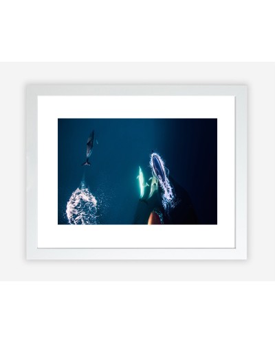 Dolphins by Diana Bagnoli | Photomakers Prints