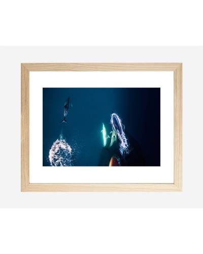 Dolphins by Diana Bagnoli | Photomakers Prints