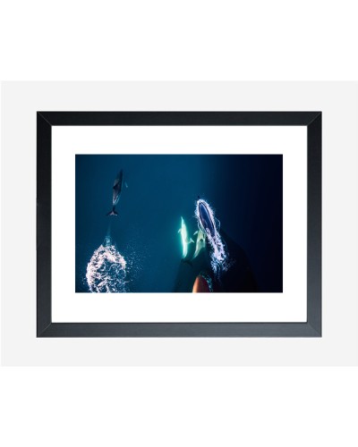 Dolphins by Diana Bagnoli | Photomakers Prints