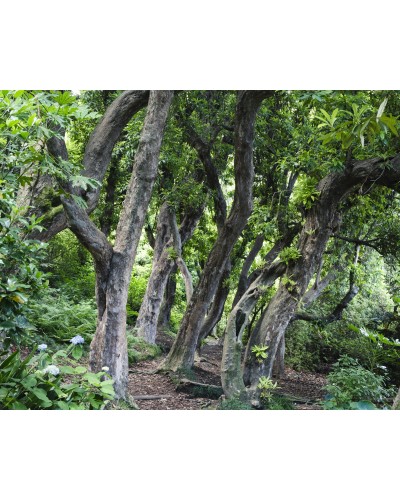 Martino Lombezzi Botanical Garden | Photomakers