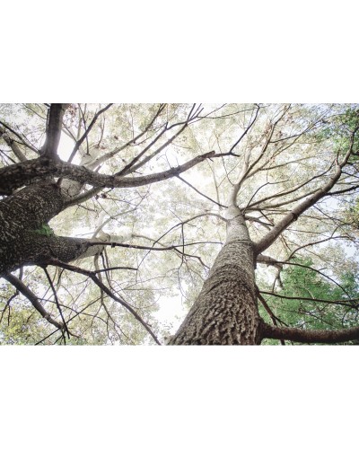 Bosco Diana Bagnoli | Photomakers Prints