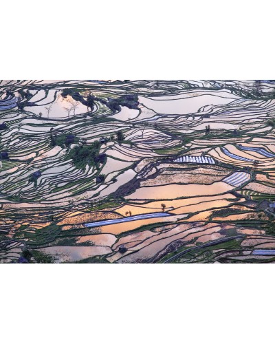 Rice paddies by Diana Bagnoli | Photomakers prints